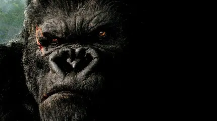 Scary wounded angry gorilla profile HD photo