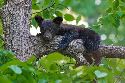 Asian black bear or moon bear photo and background image