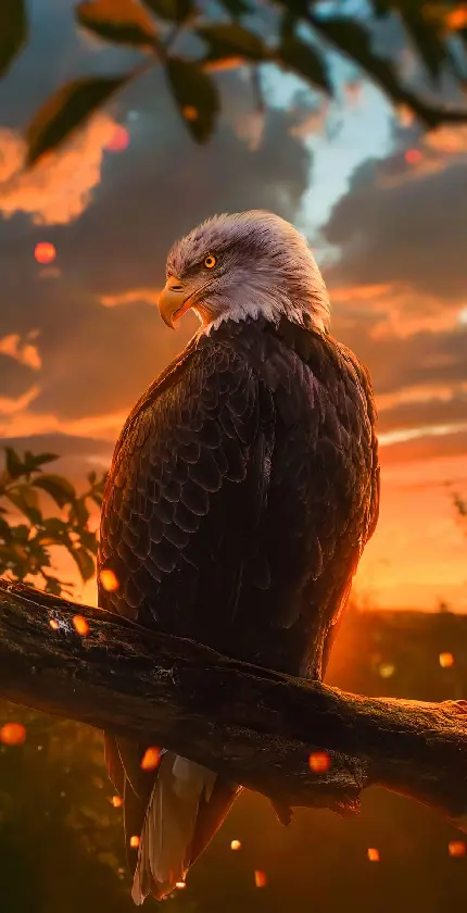 Eagle Wallpaper for Backgrounds in HD Quality