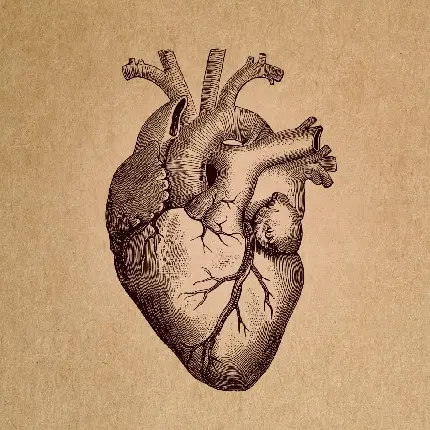 Real human heart photo for simple drawing in HD quality