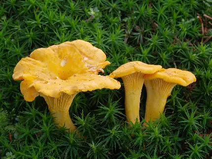 Chanterelle Mushroom Photo Yellow Egg