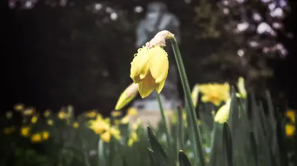 Download beautiful narcissus flower wallpaper in full HD quality