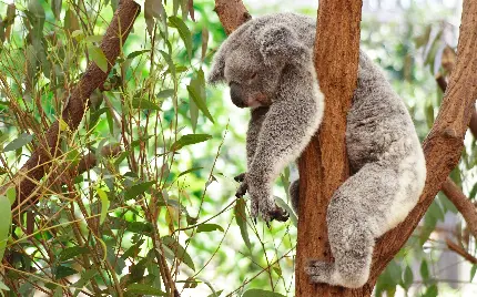 Koala High-Quality Images for Free