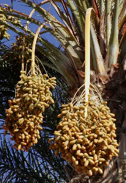 Fresh Delicious Date Photo - Free HD Download For Date Lovers