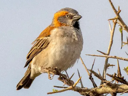 Kenya sparrow Passer rufocinctus photo