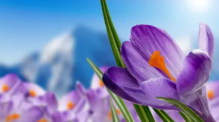 Beautiful photo of crocus and saffron flowers with leaves