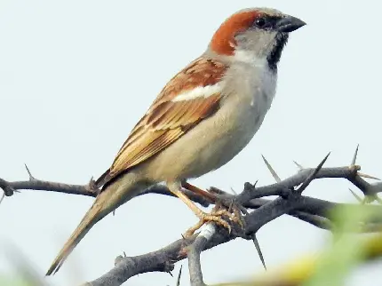 Sindh or Balochi sparrow species photo