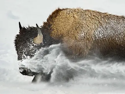 High Quality Picture Of Indian Buffalo With Unique Horns