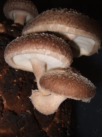 Shiitake Mushroom Photo Black Donko