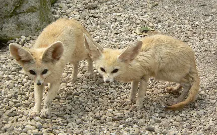 Download Desert Fox Pictures with Big Ears and Small Body