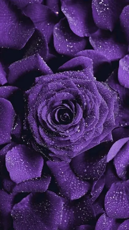 Cute and luxury purple rose wallpaper in full HD