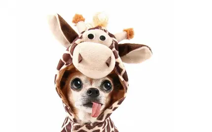 Cute Chihuahua Dog Photo for Animal Lovers