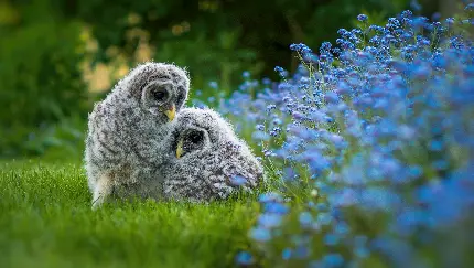 Playful cute baby owls HD photo and background