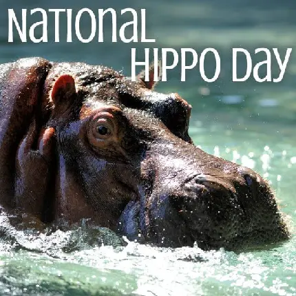 World Hippo Day text image for Instagram post and story