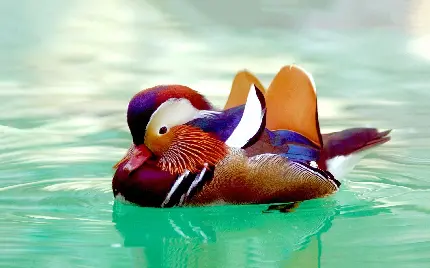Colorful Duck Species Photo Gallery for Bird Identification