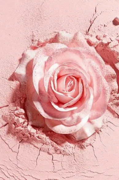 Stunning pink rose gallery in beautiful HD quality