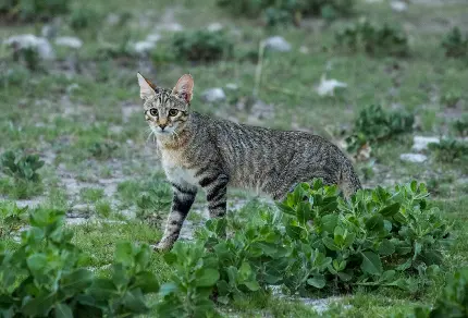 Wildcat Picture High-Quality Download