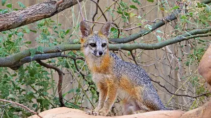Island Gray Fox Pictures with Yellow and Orange Tones