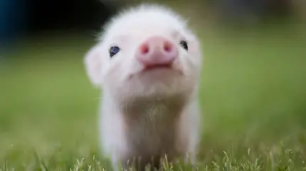 Cute Little Pink Pig Superb Quality HD Background