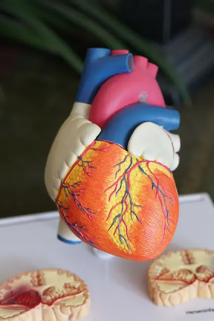Real human heart model with arteries and veins detailed photo