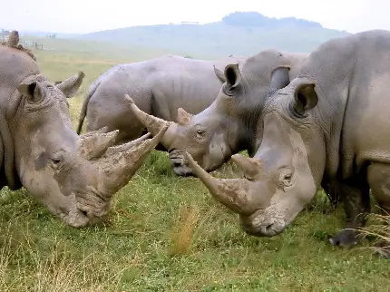 Northern white rhinoceros high quality photo