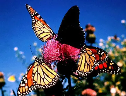 Telegram Profile Butterfly Photo Featuring Nocturnal Species