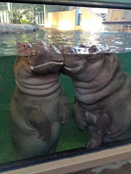 Two hippos in zoo pool photo for World Hippo Day