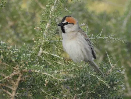 Saxaul sparrow Passer ammodendri photo