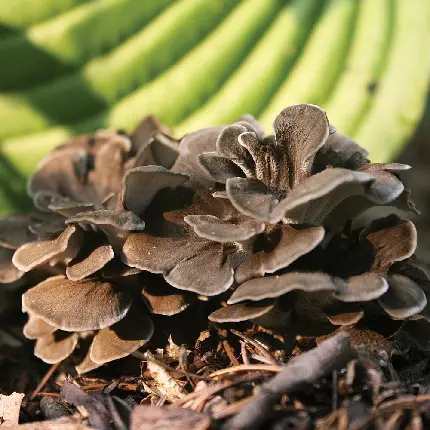 Maitake Mushroom Photo Forest Chicken