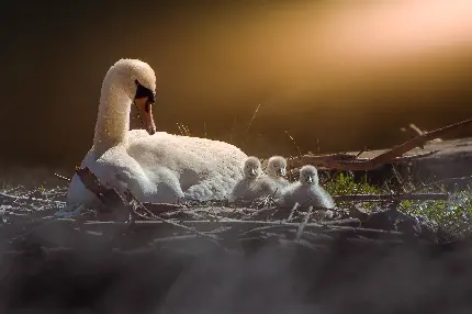 Beautiful swan and cygnets in nest HD background