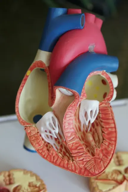 Real human heart model photo for PowerPoint presentations