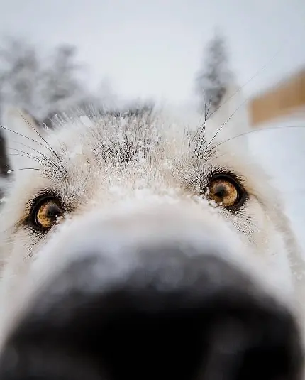 Funny Close Up White Wolf Wallpaper Showing Personality