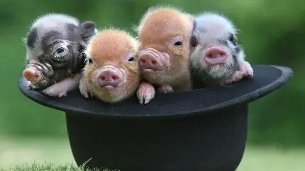 Colorful Pigs HD Background for Desktop with High Quality