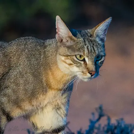 Download African Wildcat Image