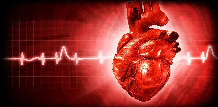 Real heart with beating animation for biology research in 4K