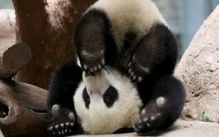 Cute Panda Profile Picture for Girls