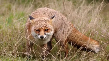 High Quality Red Fox Wallpapers for Profile Pictures
