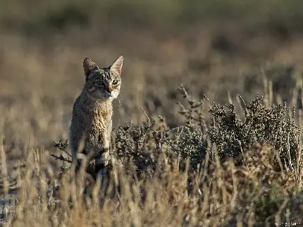 Download Wildcat High-Quality Photo