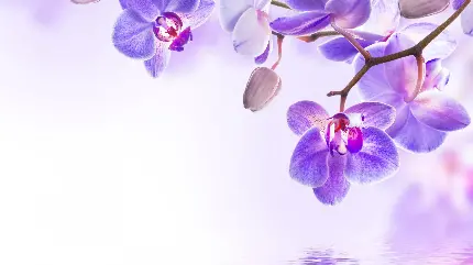 Beautiful orchid flower wallpapers and background images