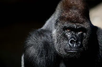 Beautiful hairy gorilla desktop background photo