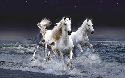 Beautiful White Horse High Quality Photo