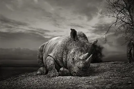 Wild rhinoceros high quality photo