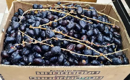 Date Carton Photo - Free Download For Sweet Fruit Lovers