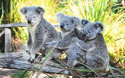 Koala Family Pics in HD Download