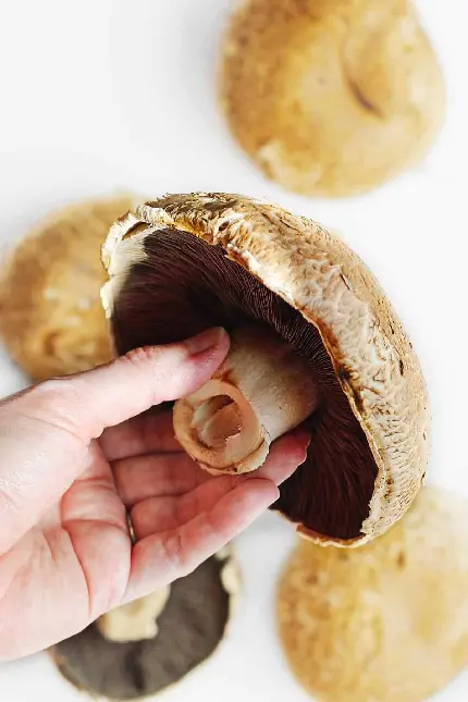 Portobello Mushroom Photo Broad Cap