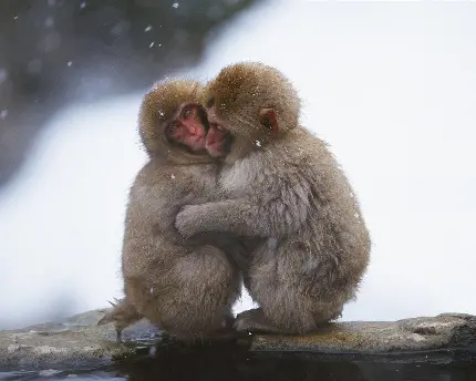 Beautiful Funny Monkey High Quality Photo