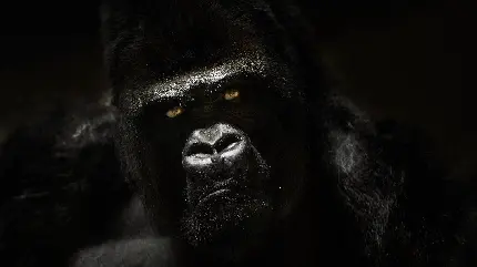 Black scary gorilla background photo premium quality