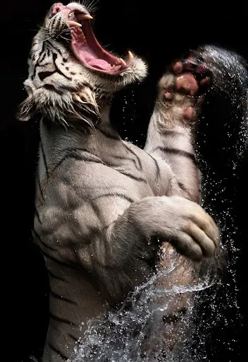 White Tiger HD Wallpaper in High Quality