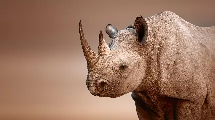 White rhinoceros and calf high quality photo