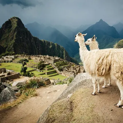 Download Machu Picchu City Photo